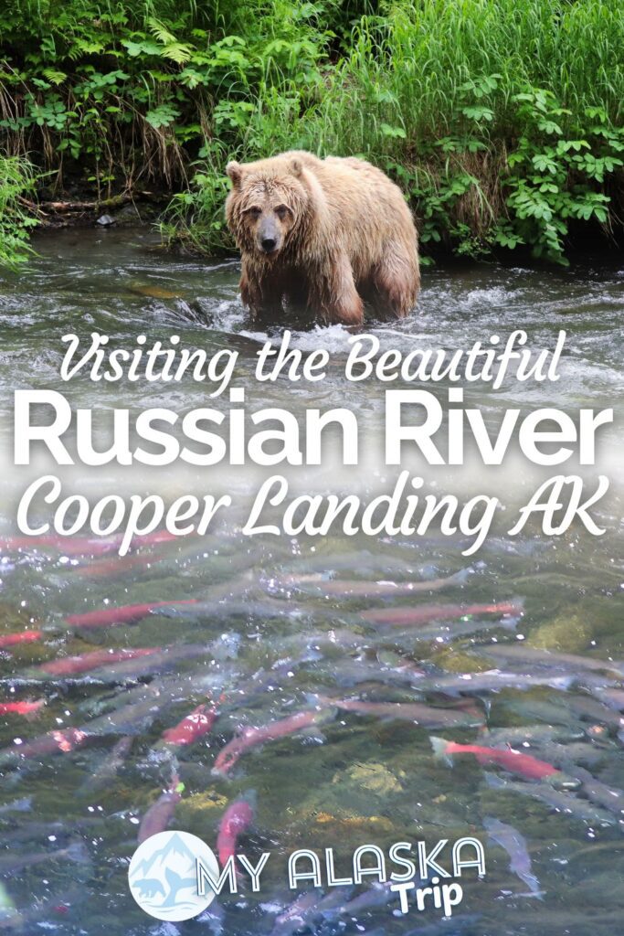 The Russian River on the Kenai Peninsula is one of the best places in Southcentral Alaska for seeing brown bears and bald eagles. Famous for its salmon runs, see what else you can do on the Russian River besides fishing, including trails and wildlife watching.