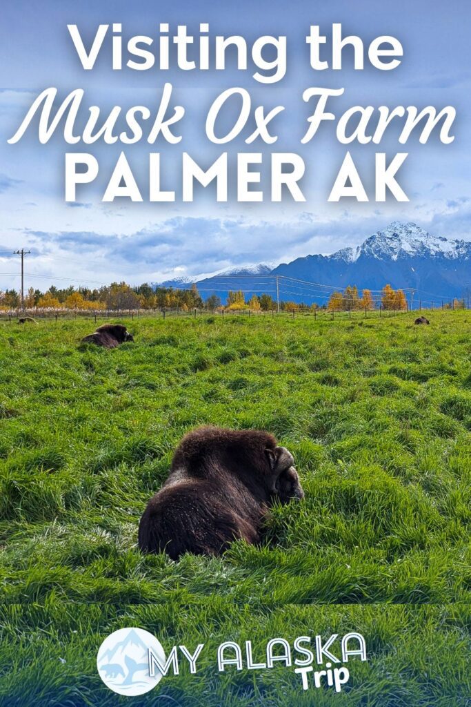 The Musk Ox Farm in Palmer is a one of a kind place to visit, sharing one of the most unique creatures in Alaska. Learn about the musk ox, qiviut (wool) and more with a visit to this fun farm.