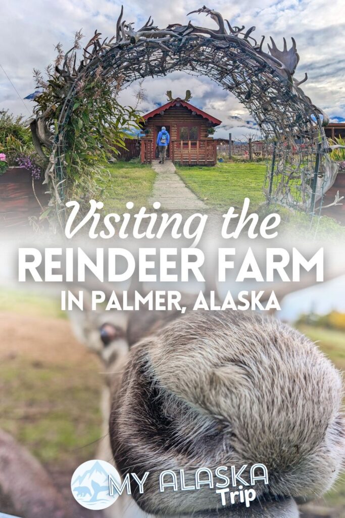 The Reindeer Farm in Palmer is a fun place to visit in summer or winter. Get up close with reindeer (native to Alaska) and learn about what makes them so special, as well as meet other animals.