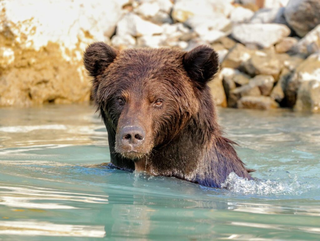 Alaskan Brown Bear at Lake Clark National Park with Redoubt Mtn Lodge Alaska16