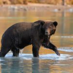 Alaskan Brown Bear at Lake Clark National Park with Redoubt Mtn Lodge Alaska19