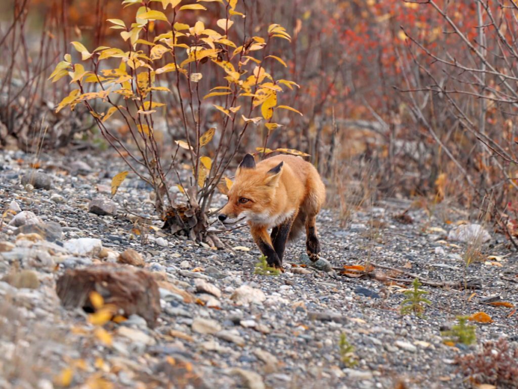 Arctic Fox in Denali National Park Alaska 1