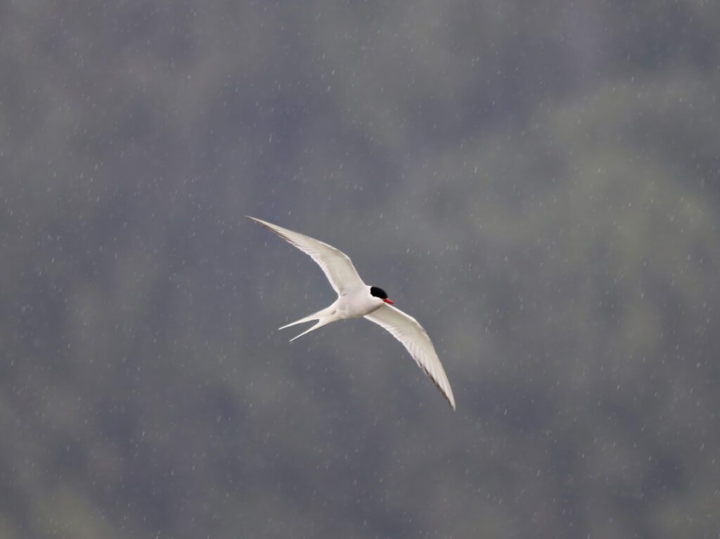 Arctic Tern flying at Mendenhall Glacier Juneau Alaska 3