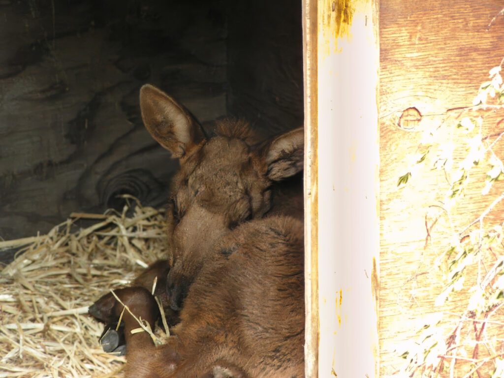 Baby Moose at Alaska Wildlife Conservation Center Portage Alaska