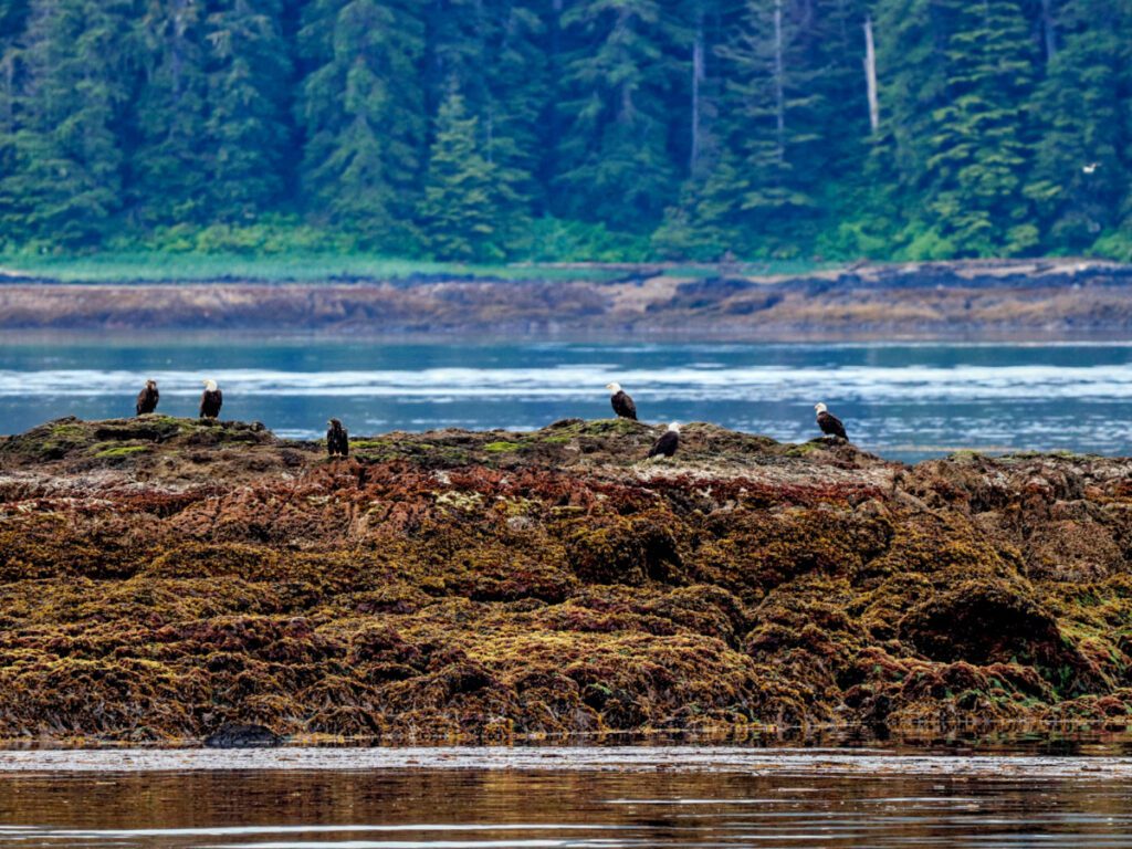 Bald Eagles on rocks in Takatz Bay Alaska from UnCruise Wilderness Legacy 1