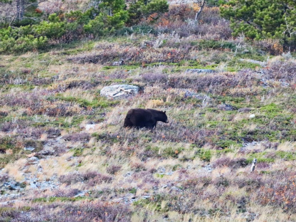 Black Bear on Hillside