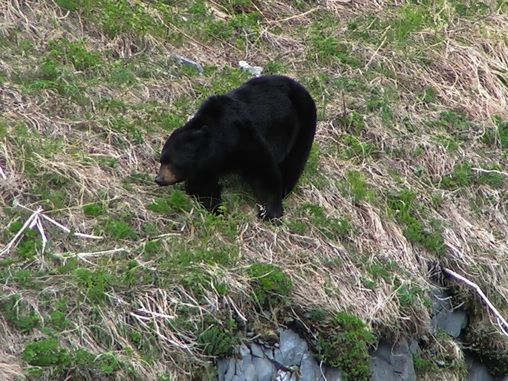 Black Bear on Hillside in Kenai Fjords National Park Alaska