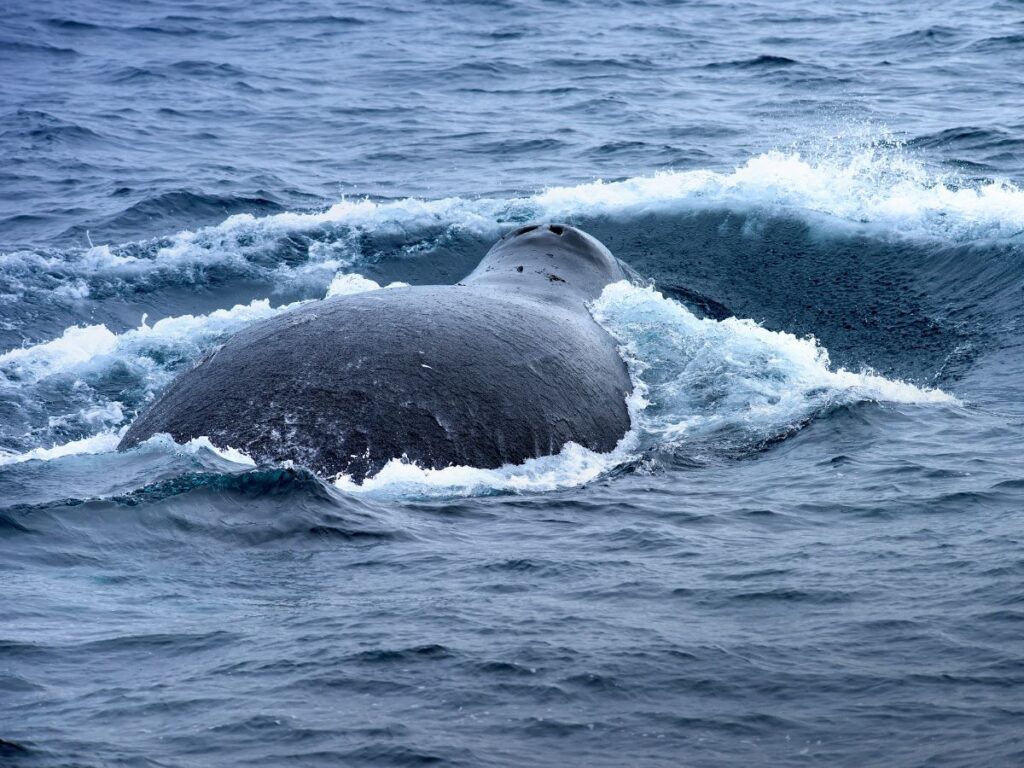 Bowhead Whale in Chukchi Sea Alaska