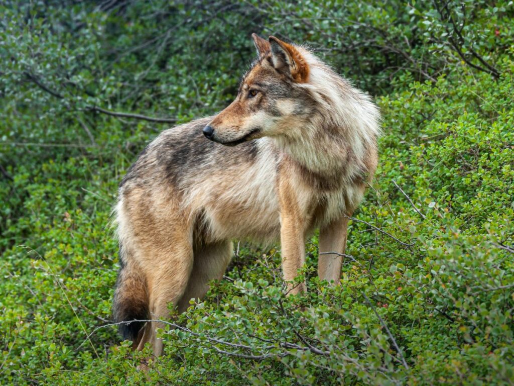 Brown Wolf in Denali National Park Alaska