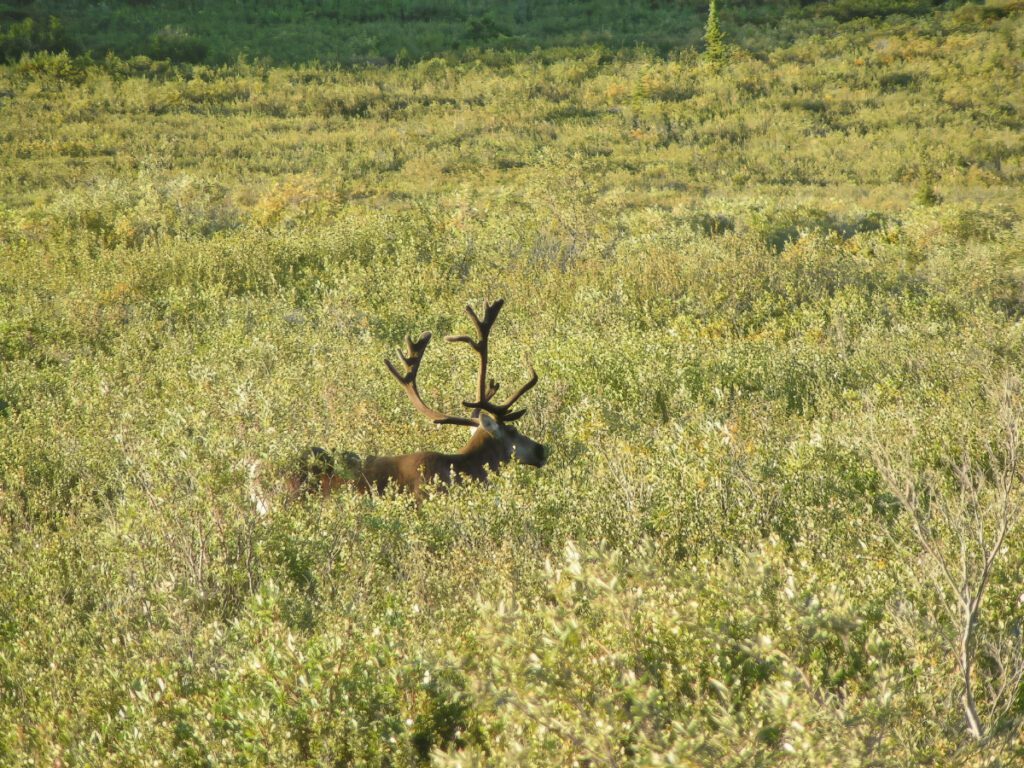 Caribou on Tundra in Denali National Park Alaska