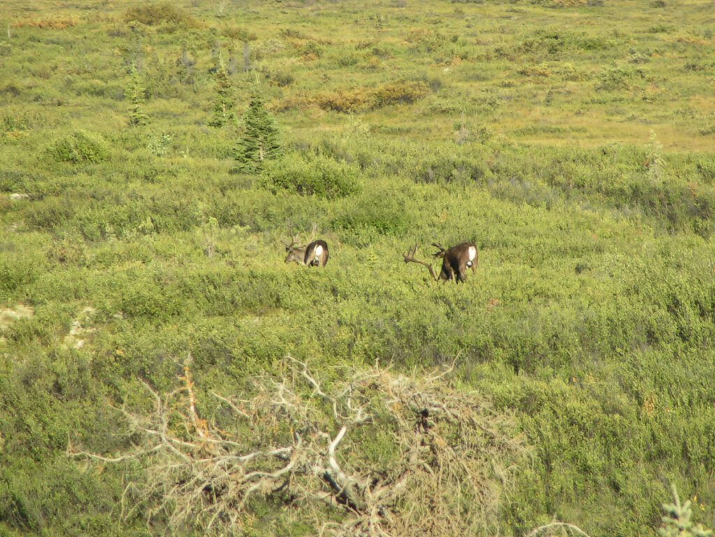 Caribou in Tundra at Polychrome Pass Denali National Park Alaska