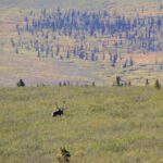 Caribou on Tundra in Denali National Park