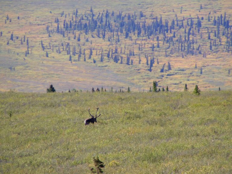 Caribou on Tundra in Denali National Park