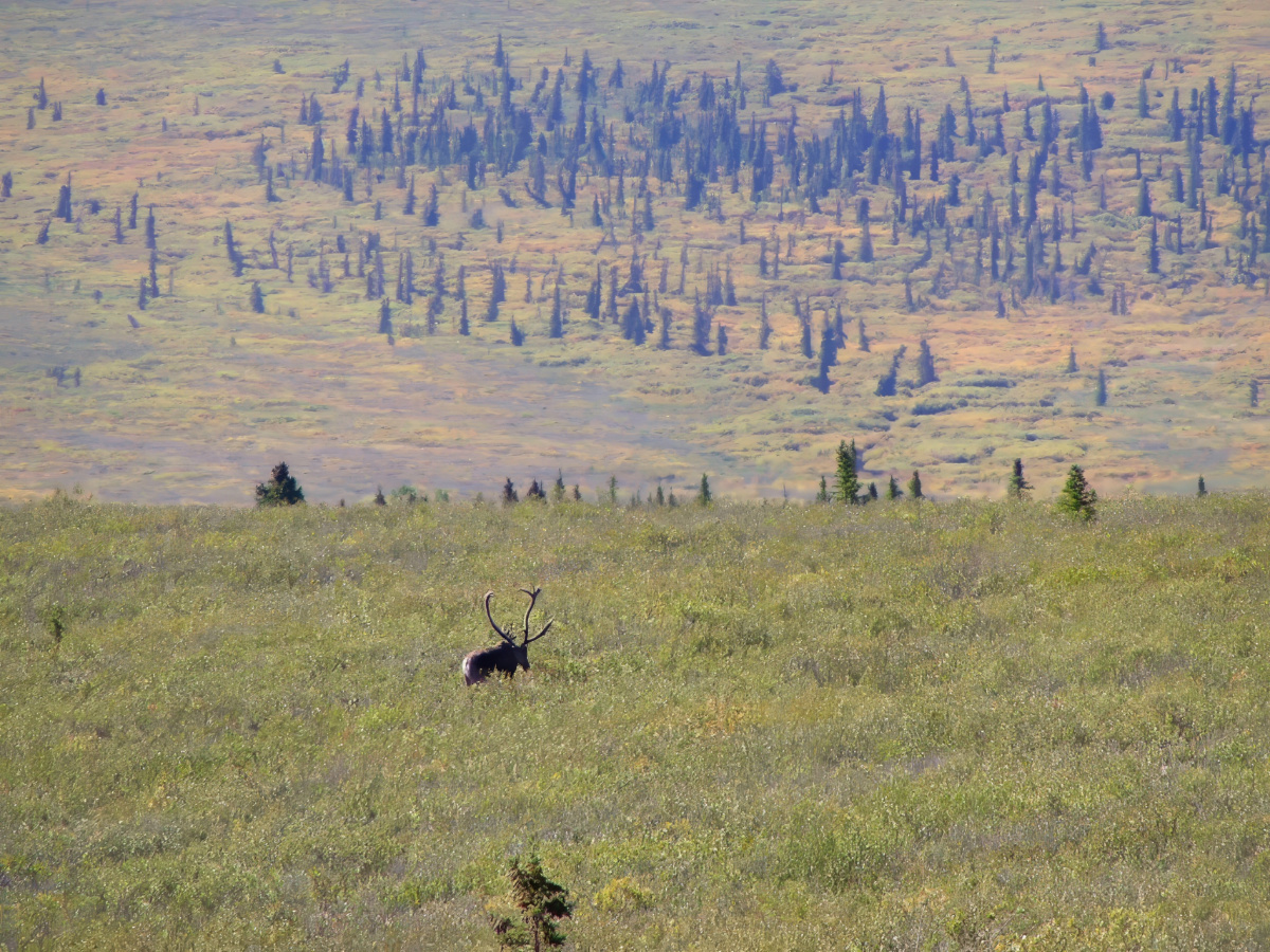 3 Day Denali National Park Itinerary – Wildlife and the Beautiful Tundra