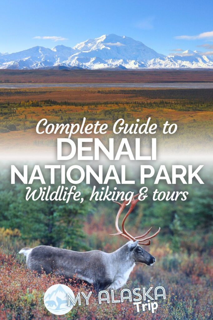 This guide to Denali National Park covers everything from hiking in the tundra to the history of Denali. See why Mt McKinley has been restored to the name Denali, what wildlife you'll see, and how to use the bus system in the National Park.