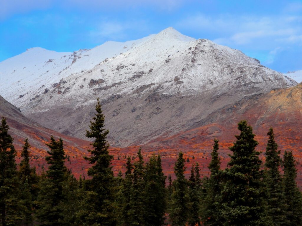 Fall Color in tundra Denali National Park Alaska 1