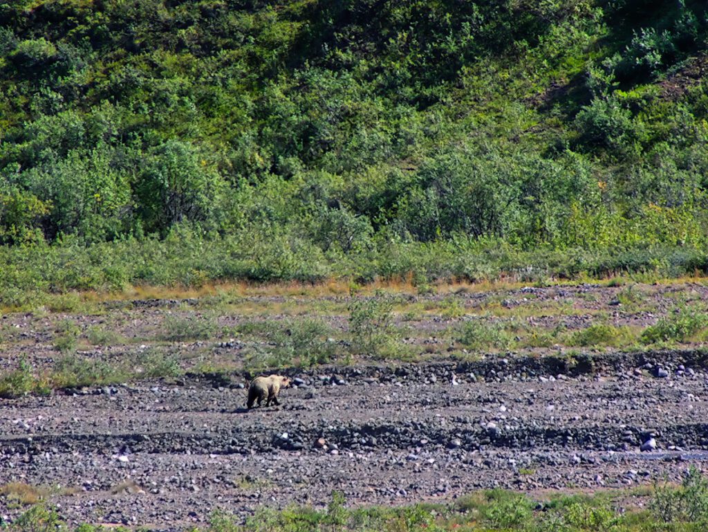 Grizzly Bear on Toklat River in Denali National Park Alaska