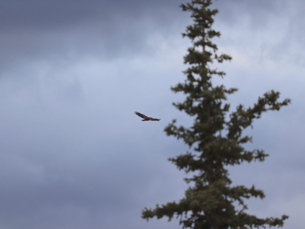 Golden Eagle Flying in Denali National Park Alaska 1