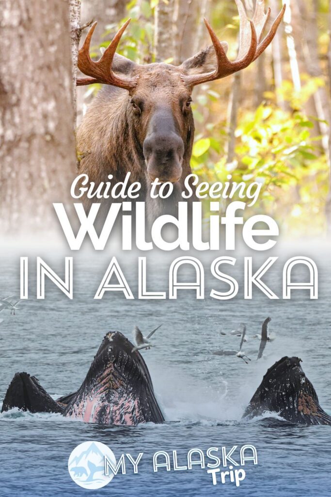 Alaska wildlife is abundant and incredible to see. From humpback whales to moose, puffins to golden eagles, here you'll find all the information on wildlife species to watch for and recommendations on where to see animals in Alaska.