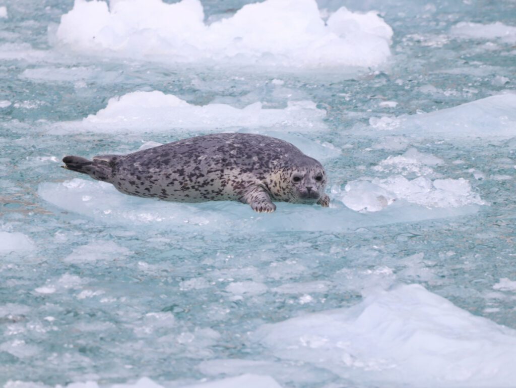 Harbor Seal on Iceberg in Kenai Fjords National Park Alaska 3