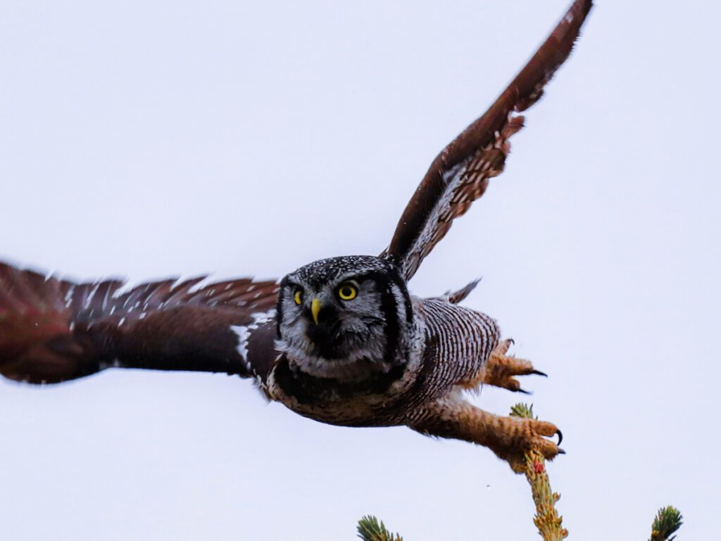 Hawk Owl in Denali National Park Alaska 9c