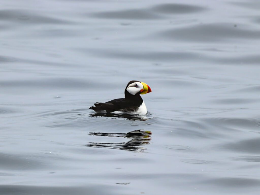 Horned Puffin in Kenai Fjords National Park Alaska 6