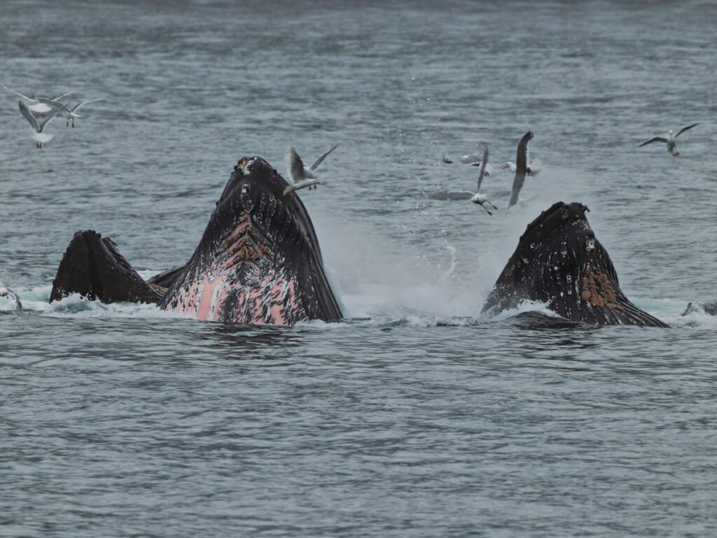 Humpback Whales Bubble Net Feeding in Kenai Fjords National Park Alaska 4