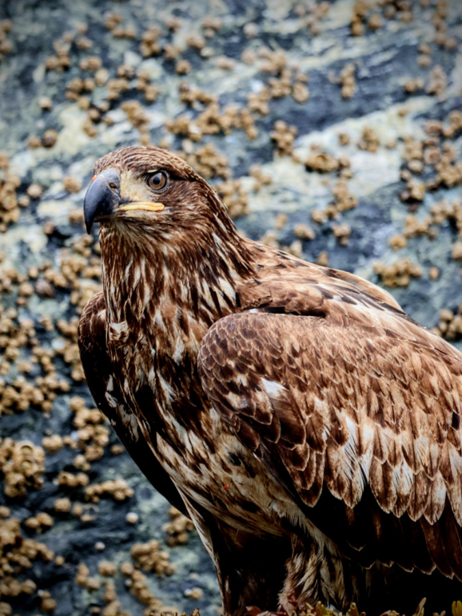 Juvenile Bald Eagle in Inian Island UnCruise Wilderness Legacy Inside Passage Alaska 4