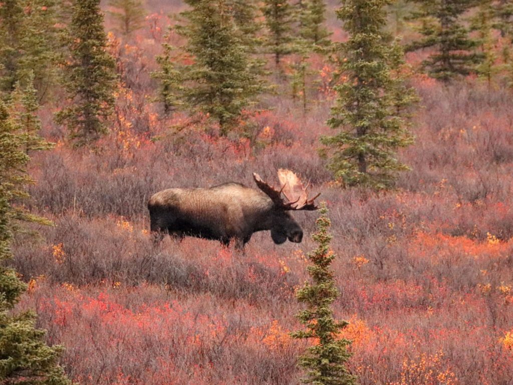 Moose and Fall Colors in Denali National Park Alaska 2