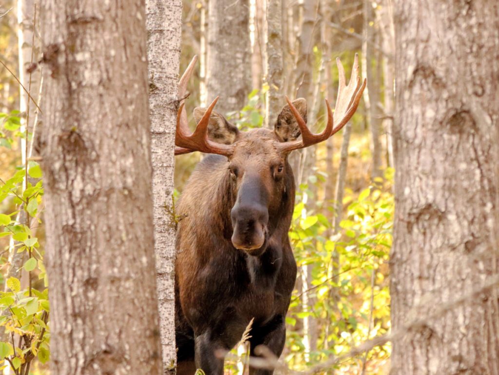 Moose on Tony Knowles Coastal Trail Anchorage Alaska31