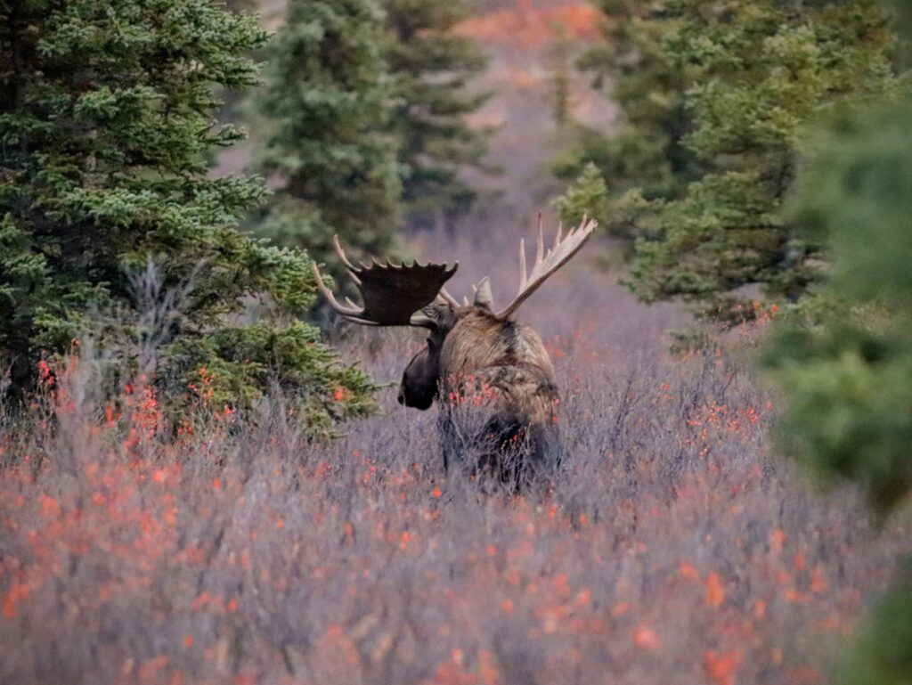 Moose with Fall Colors in Denali National Park Alaska 7