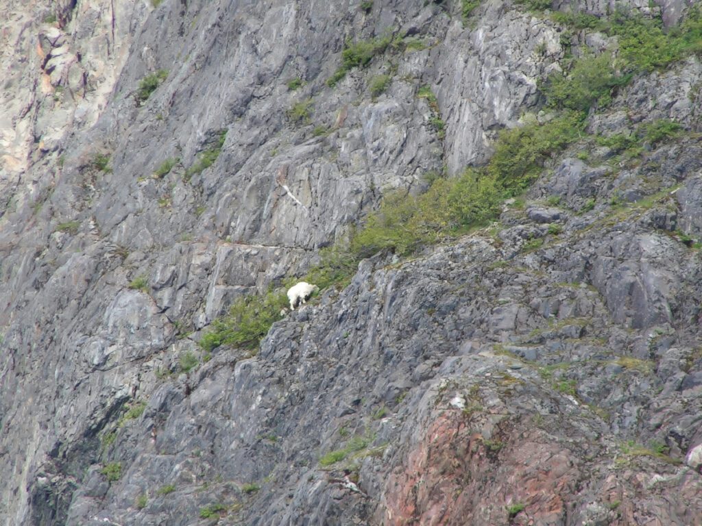 Mountain Goat on Cliff in Kenai Fjords National Park Alaska 1