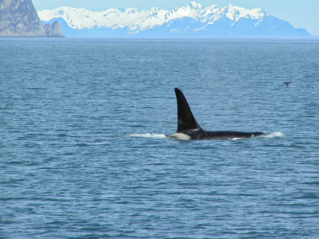 Orca Whale on Sunny Day in Kenai Fjords National Park Seward Alaska 1