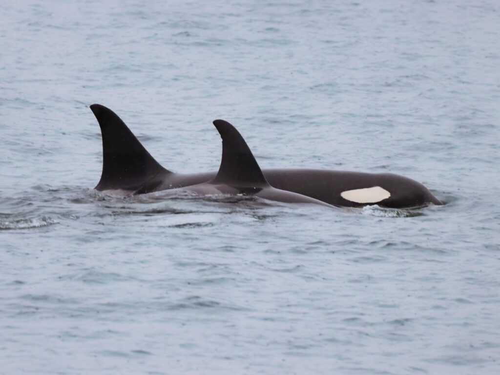 Orca Killer Whales in Prince William Sound from Whittier Alaska 1