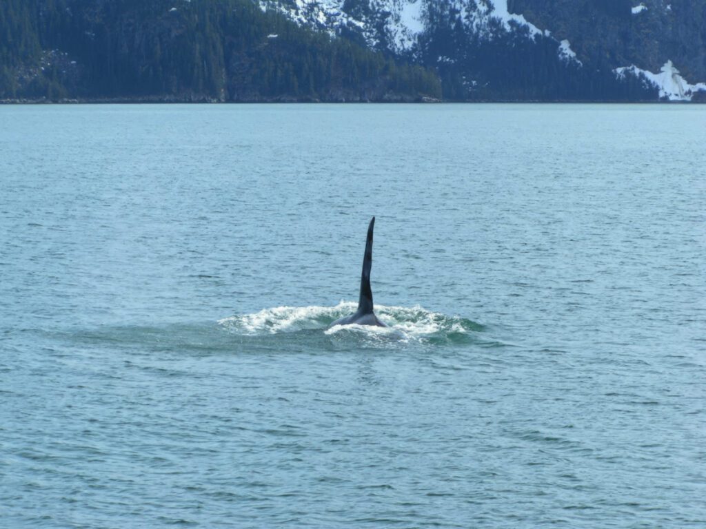 Orca Whale in Prince William Sound Valdez Alaska 2