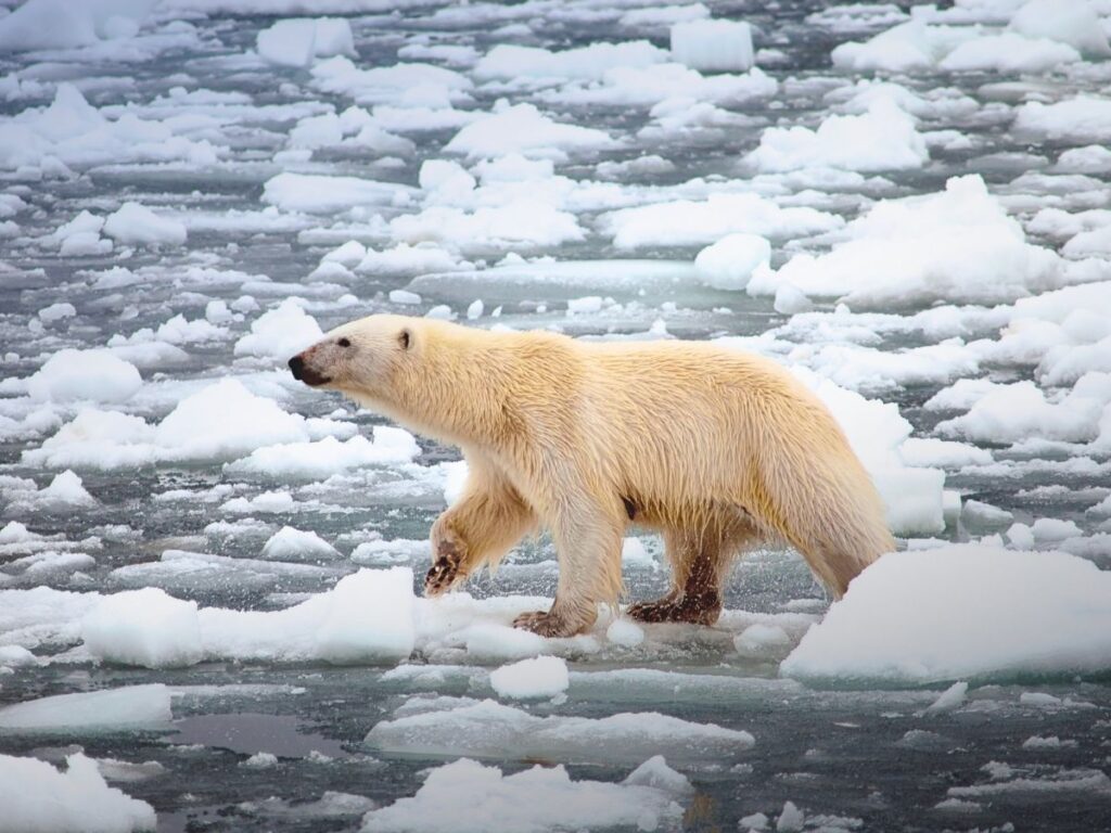 Polar Bear on Ice in Arctic Circle