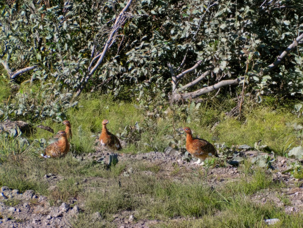 Ptarmigan at Sable Pass Denali National Park Alaska