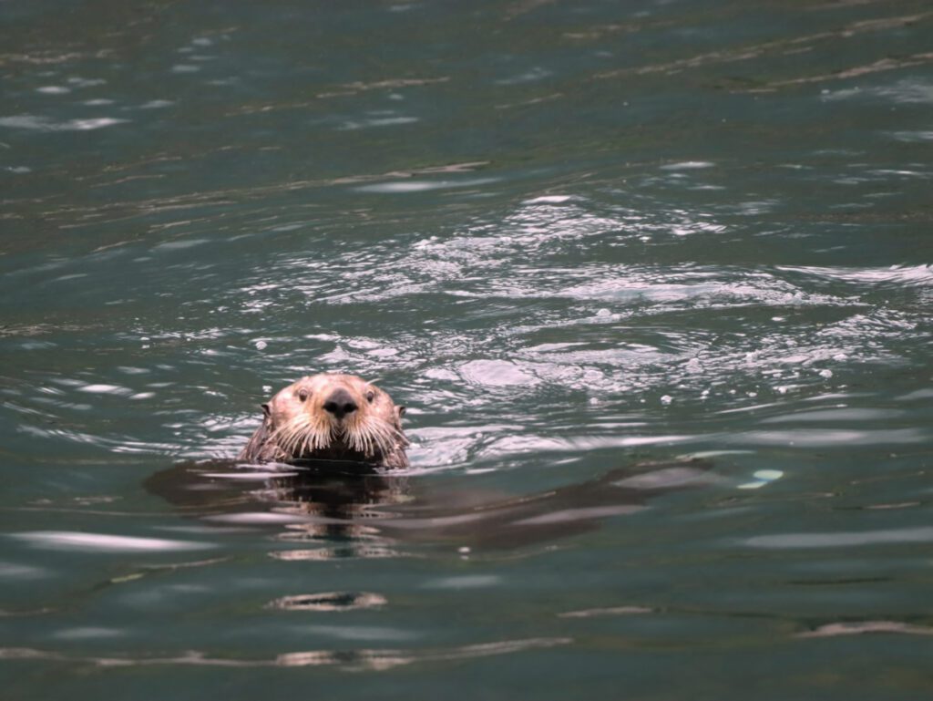 Sea Otter in Resurrection Bay Seward Alaska 1