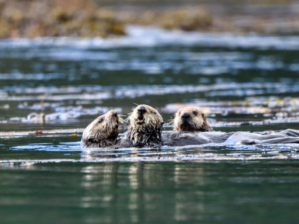 Sea Otters in Inian Island UnCruise Wilderness Legacy Inside Passage Alaska 3