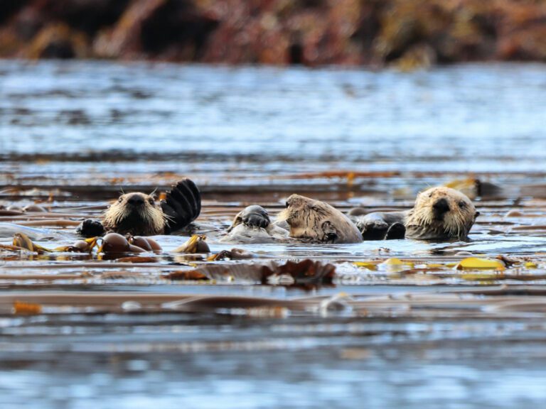 Wildlife of Alaska: Best Places to See Each Species