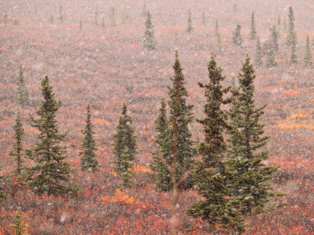 Snow and Fall Colors in Denali National Park Alaska 3