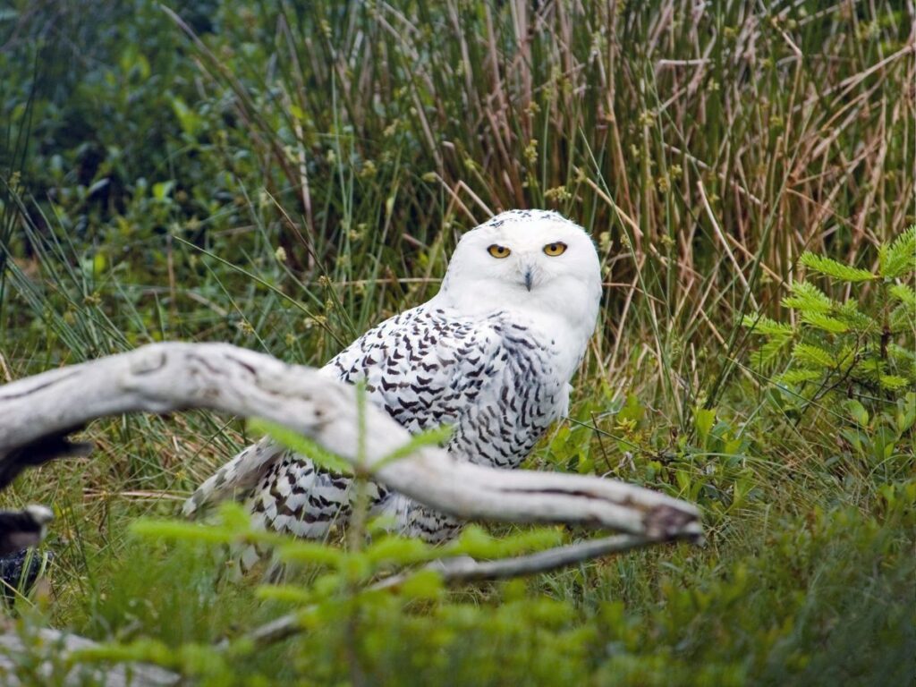 Snowy Owl in Fairbanks Alaska