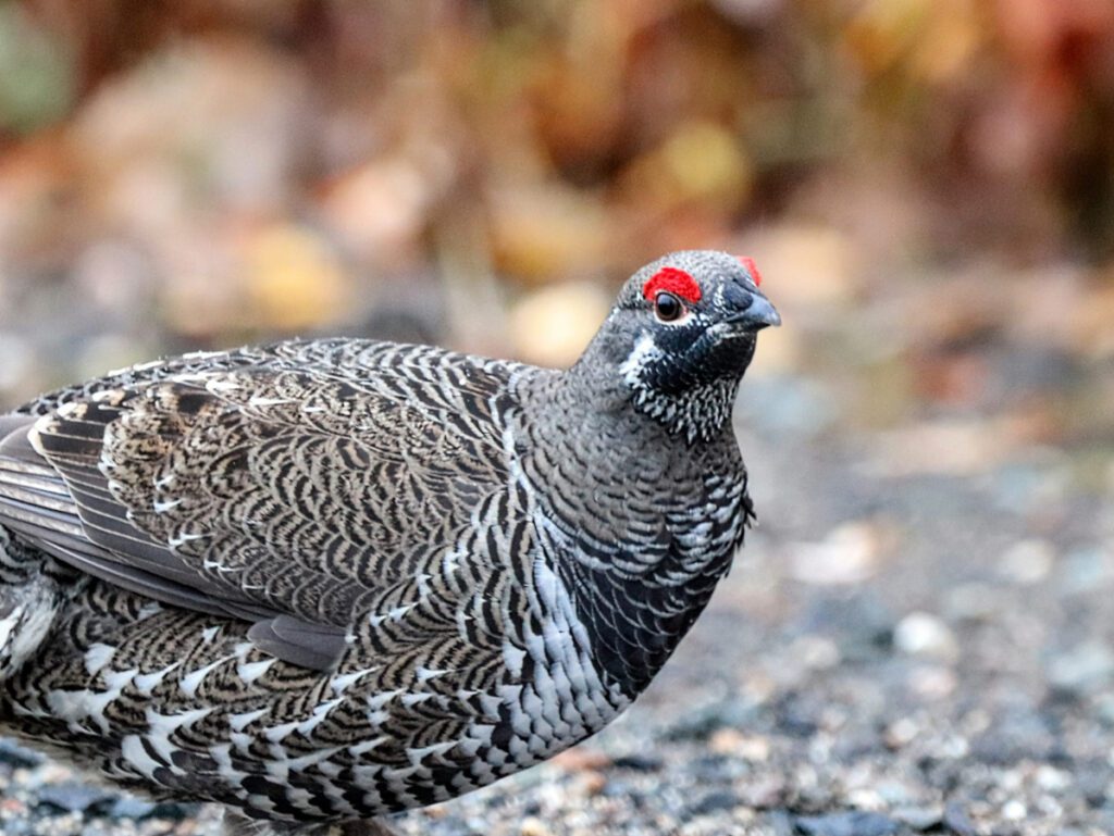 Spruce Grouse in Denali National Park Alaska 3