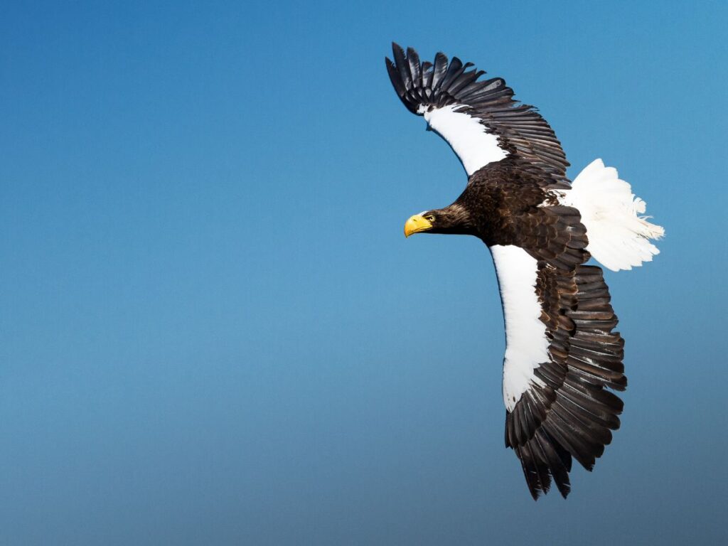 Steller Sea Eagle over Bering Strait Alaska