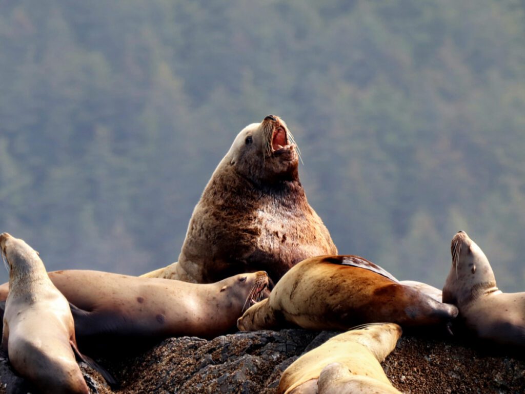 Steller Sea Lions in Inian Islands UnCruise Wilderness Legacy Inside Passage Alaska 1