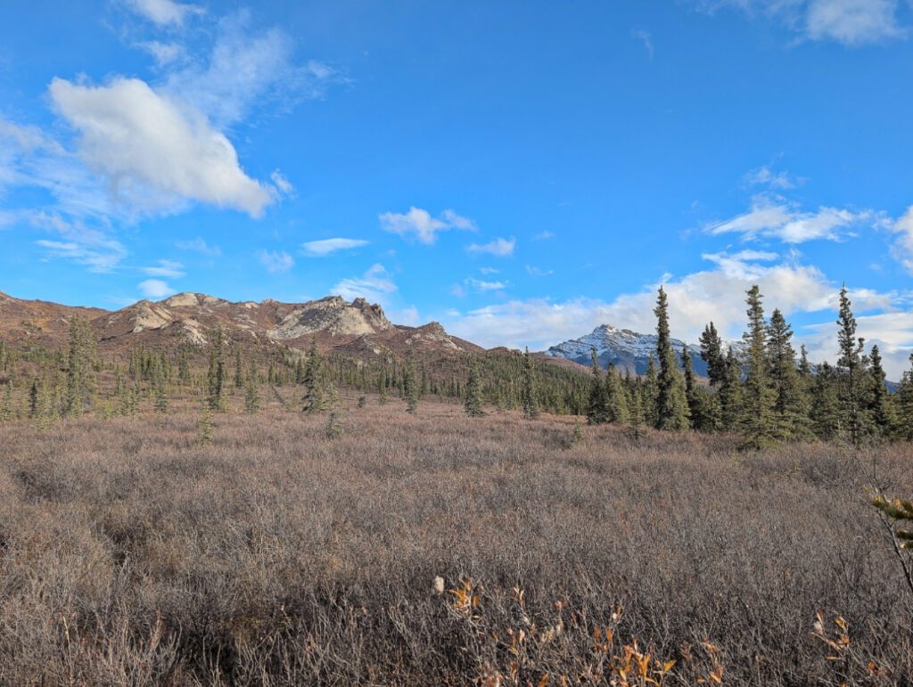 Teklanika River Valley Taiga forest in Denali National Park Alaska 2