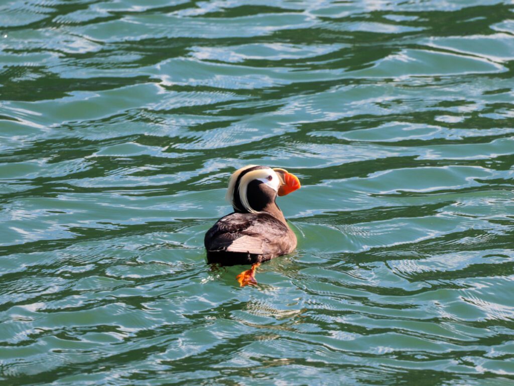 Tufted Puffin in Glacier Bay National Park Alaska 1