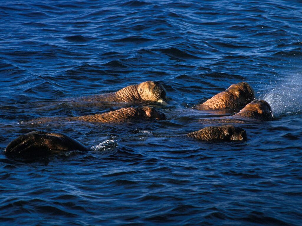 Walruses at Round Island Alaska