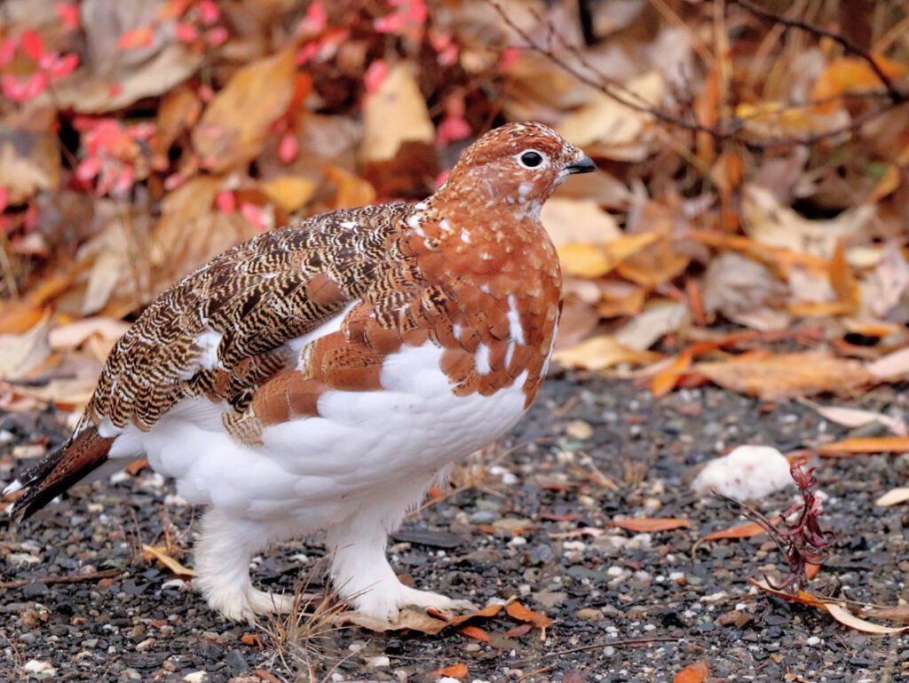 Willow Ptarmigan in Denali National Park Alaska 7