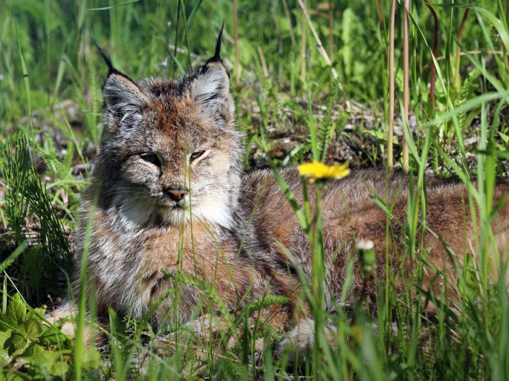 Young Lynx in Grass Anchorage Alaska